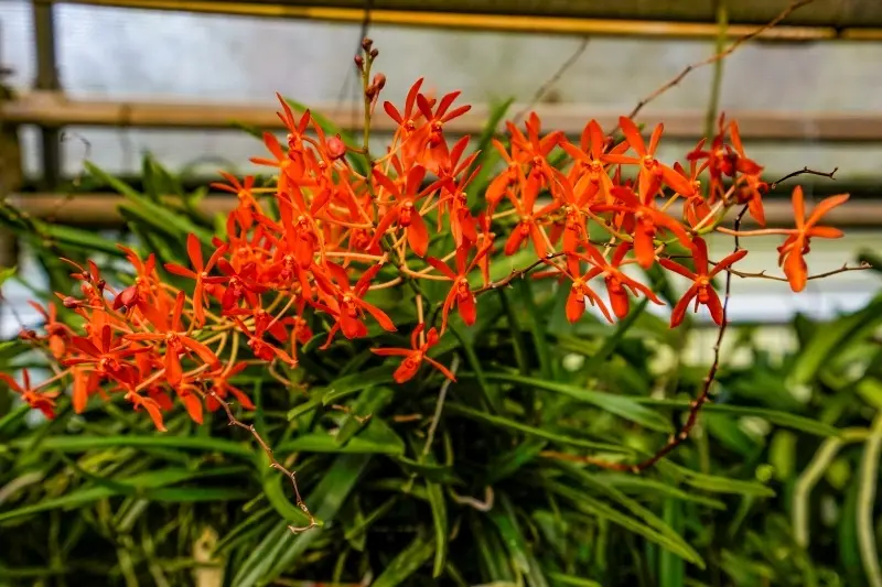Vanda Renanthera Philippinensis x Vanda Falcata Blooming Size
