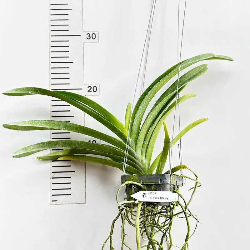 Vanda Udomchai Beauty Blooming Size - Image 2