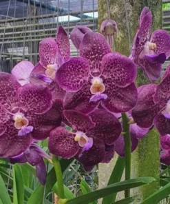 Vanda Dr Anek x Mimi Palmer Blooming Size