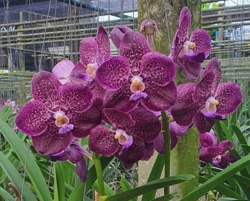 Vanda Dr Anek x Mimi Palmer Blooming Size