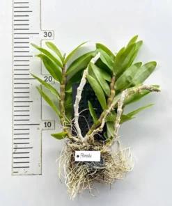 Alternative view of Blooming Size Dendrobium Parishii - Mounted