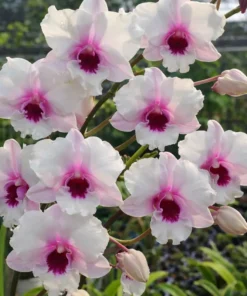 Ready to Flower Size Dendrobium Curly Pakboong