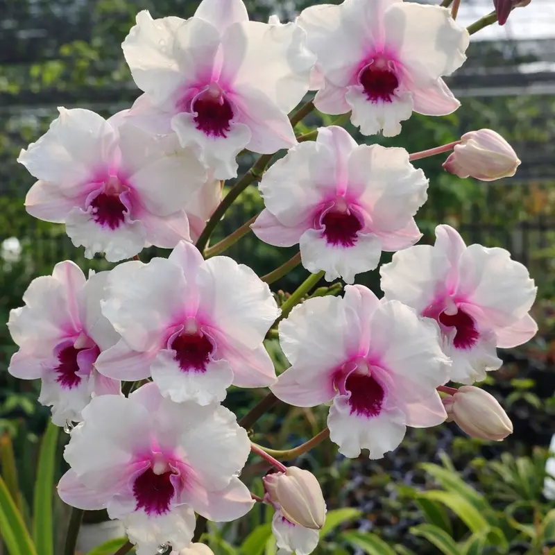 Ready to Flower Size Dendrobium Curly Pakboong