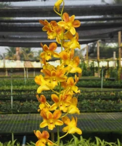 Brown Yellow 06 Seedling