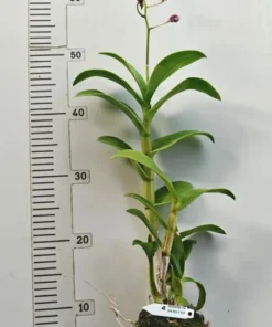 Alternative view of Matured Dendrobium Red 319 with Flowers or Buds