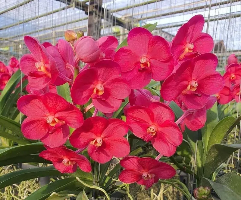 Vanda Udomchai Beauty Blooming Size