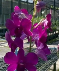 Matured Dendrobium Red 319 with Flowers or Buds