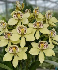 Encyclia Fragrans Blooming Size