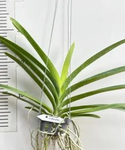 Alternative view of Vanda Dr Anek x Mimi Palmer Blooming Size