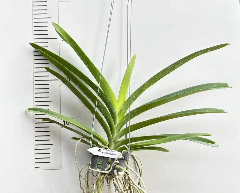 Vanda Dr Anek x Mimi Palmer Blooming Size - Image 2