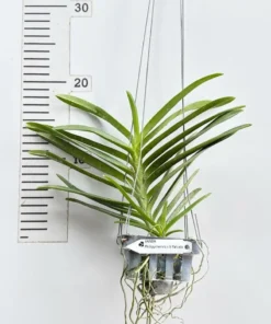 Alternative view of Vanda Renanthera Philippinensis x Vanda Falcata Blooming Size