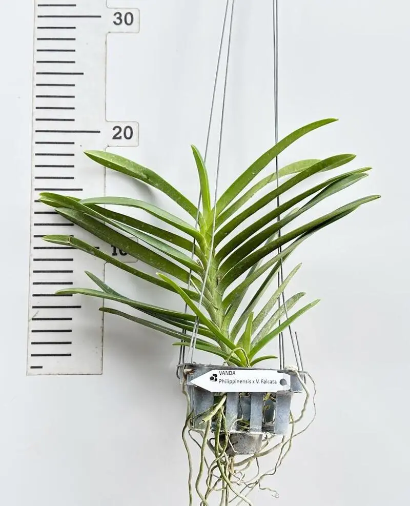 Vanda Renanthera Philippinensis x Vanda Falcata Blooming Size - Image 2