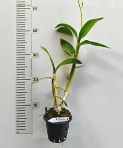 Alternative view of Matured Dendrobium Sonia Pink with Flowers or Buds