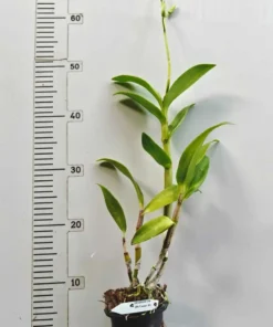 Alternative view of Ready to Flower Size Dendrobium Caesar 4N with Flowers or Buds