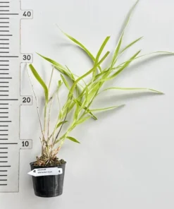 Alternative view of Neobenthamia Gracilis Blooming Size