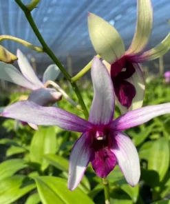 Ready to Flower Size Dendrobium Karok White