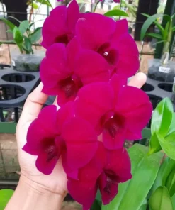 Matured Dendrobium Red 911 with Flowers or Buds