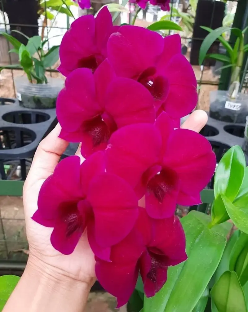 Matured Dendrobium Red 911 with Flowers or Buds