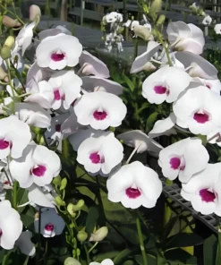 Ready to Flower Size Dendrobium Diamond 1