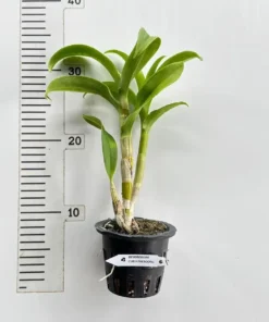 Alternative view of Ready to Flower Size Dendrobium Curly Pakboong