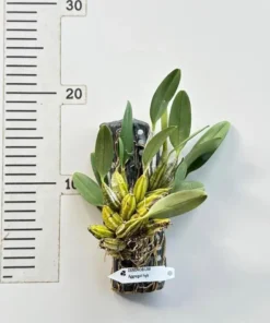 Alternative view of Blooming Size Dendrobium Aggregatum - Mounted