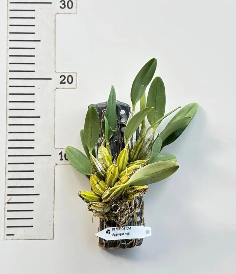 Blooming Size Dendrobium Aggregatum - Mounted - Image 2