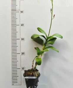 Alternative view of Matured Dendrobium Red Rx with Flowers or Buds