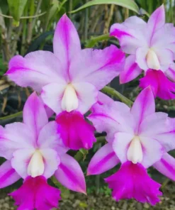 Cattleya Young Royal Kinmen Blooming Size
