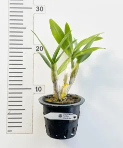 Alternative view of Ready to Flower Size Dendrobium Mini pink stripe 3 lips