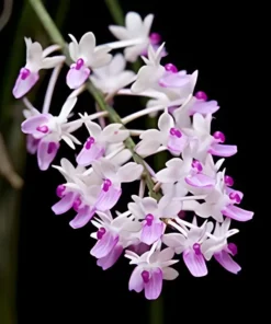 Seidenfadenia Mitrata Blooming Size