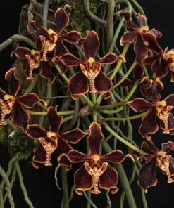 Paraphalaenopsis labukensis Blooming size - Mounted