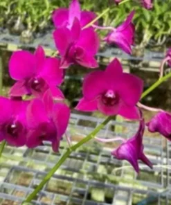 Matured Dendrobium Red Rx with Flowers or Buds