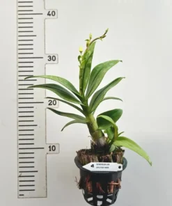Alternative view of Matured Dendrobium POF Mini Yaya with Flowers or Buds