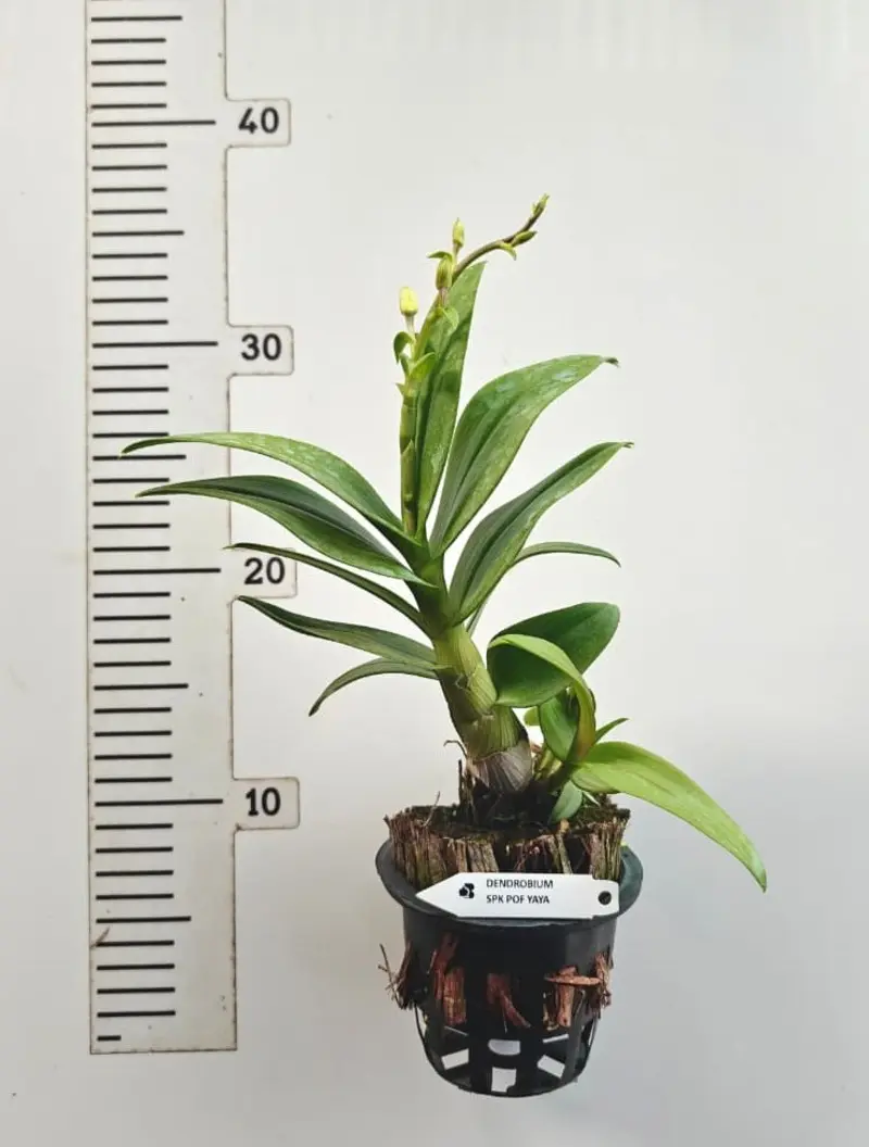 Matured Dendrobium POF Mini Yaya with Flowers or Buds - Image 2