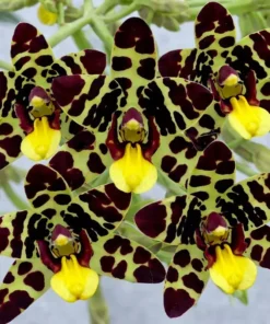 Ready to Flower Size Dendrobium Ansellia Africana Jungle Land