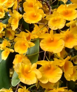 Blooming Size Dendrobium Aggregatum - Mounted
