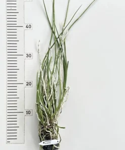 Alternative view of Seidenfadenia Mitrata Blooming Size