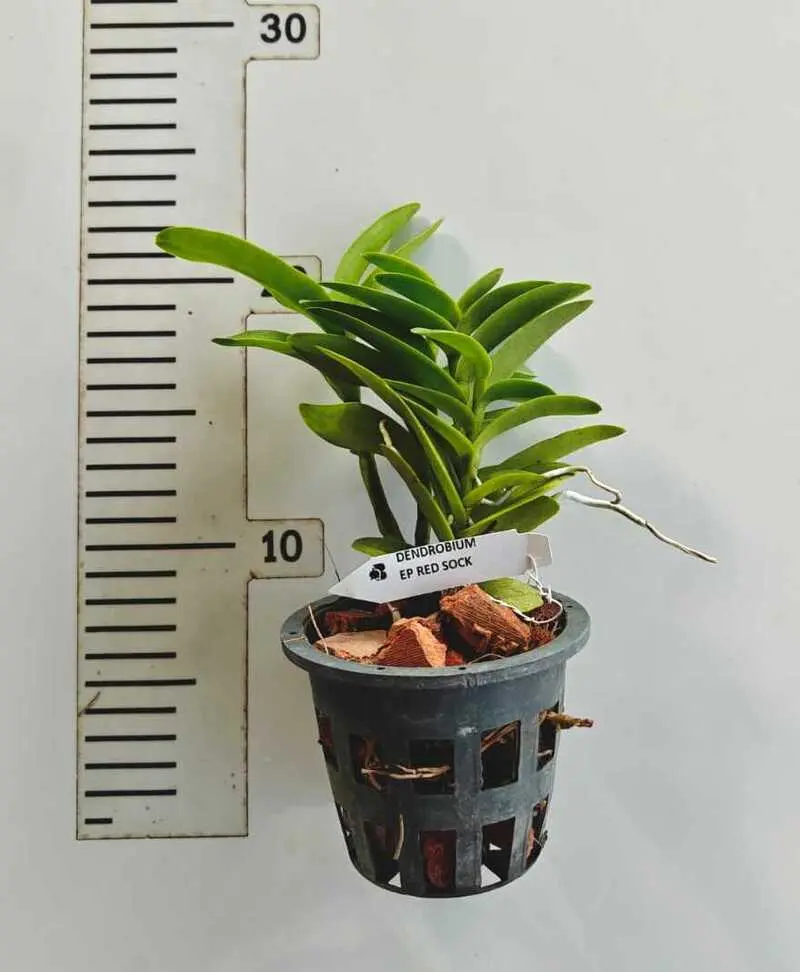 Epidendrum Red Medium Size - Image 2