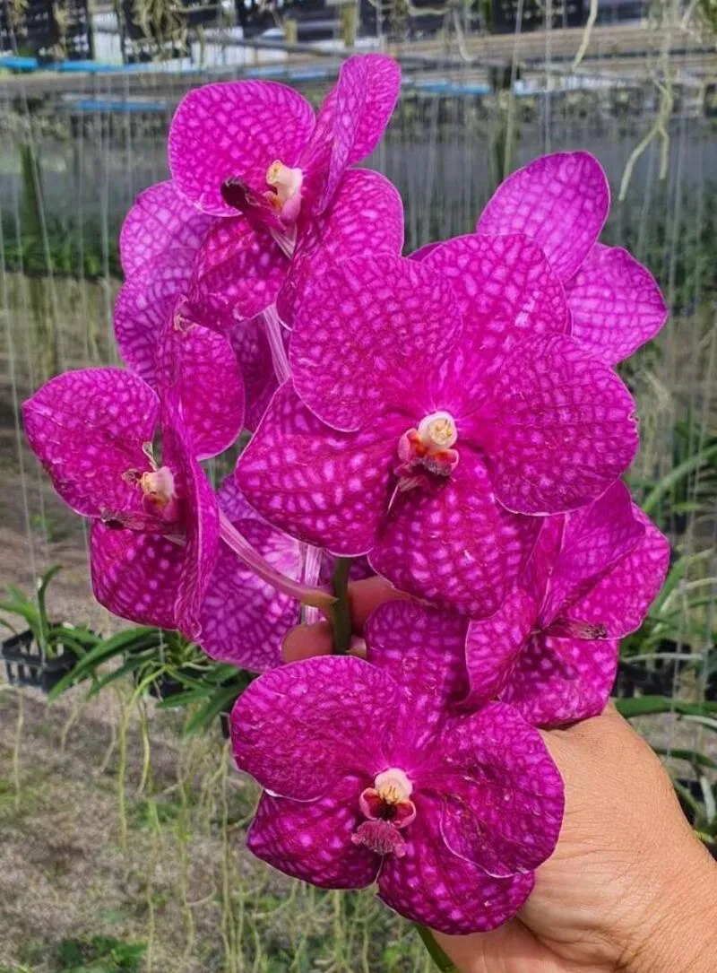 Vanda Somsri Pink x Siriporn Pink Blooming Size