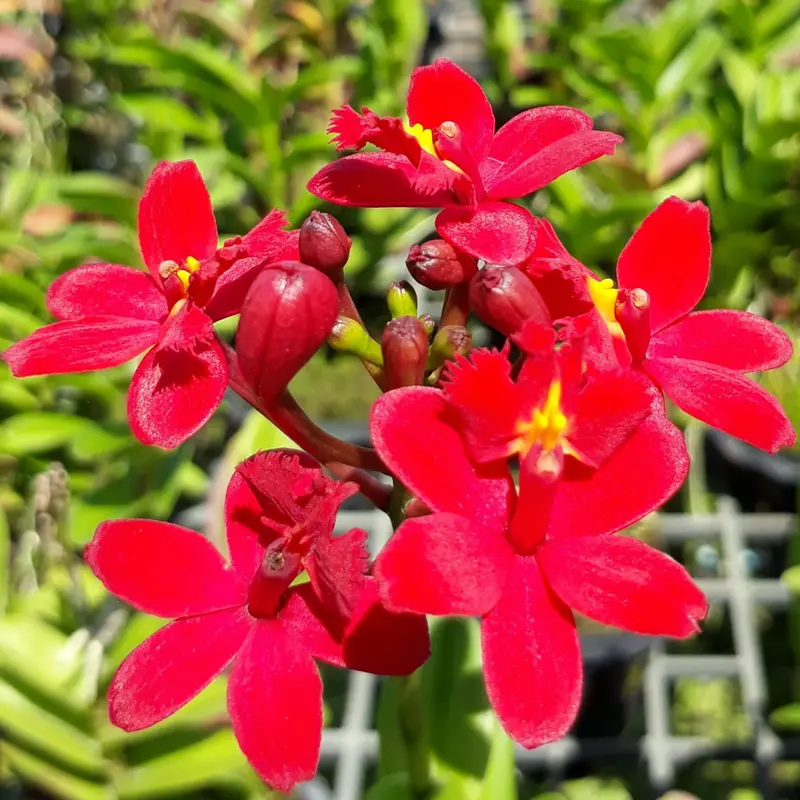 Epidendrum Red Medium Size