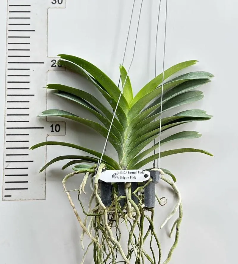 Vanda Somsri Pink x Siriporn Pink Blooming Size - Image 2