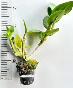 Alternative view of Ready to Flower Size Dendrobium CF-5