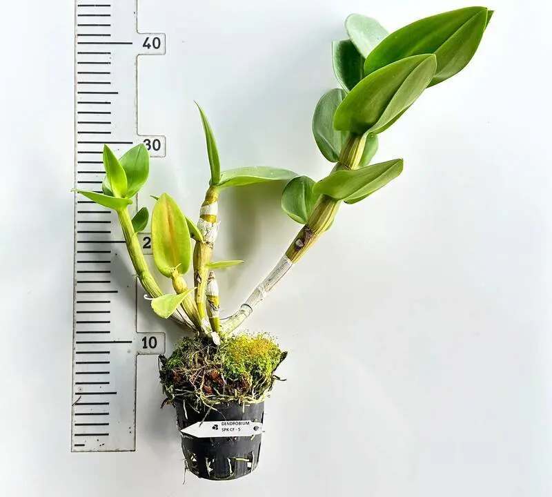 Ready to Flower Size Dendrobium CF-5 - Image 2