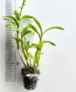 Alternative view of Ready to Flower Size Dendrobium POF Rainbow