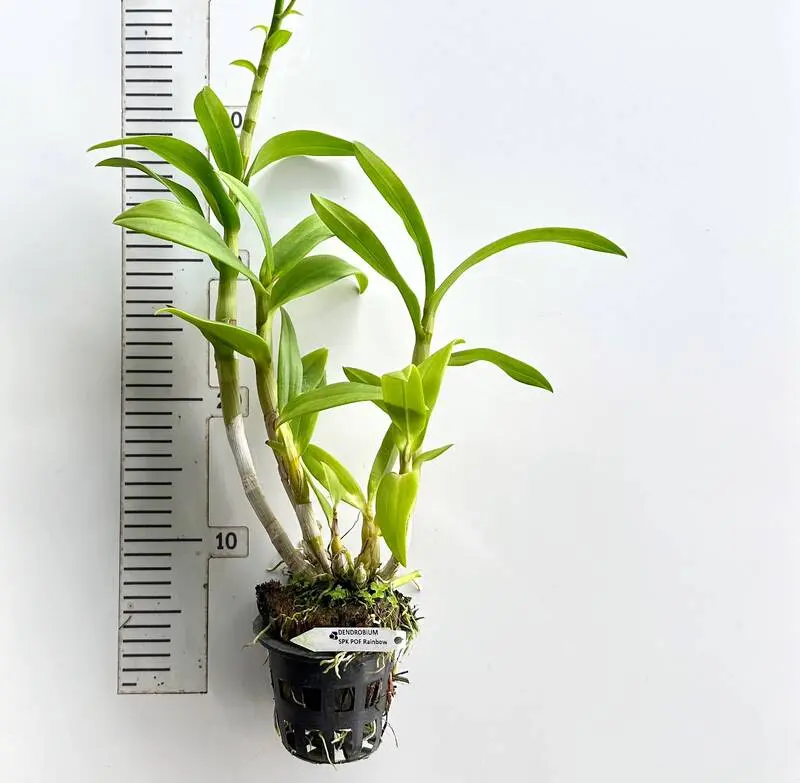 Ready to Flower Size Dendrobium POF Rainbow - Image 2