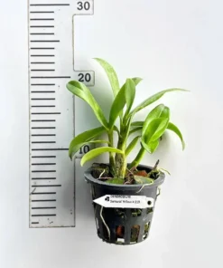 Ready to Flower Size Dendrobium Samurai Yellow # 219 - Image 2