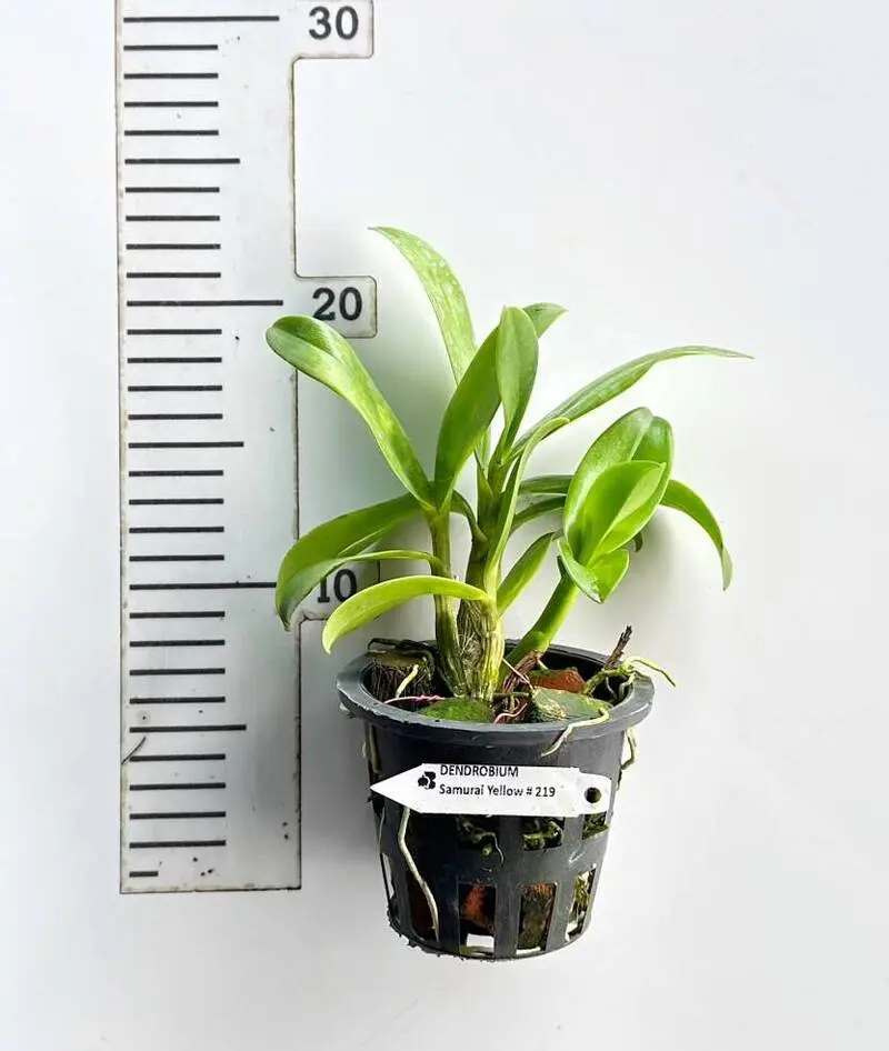 Ready to Flower Size Dendrobium Samurai Yellow # 219 - Image 2