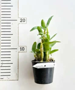 Alternative view of Ready to Flower Size Dendrobium Nobile Rainbow Dance