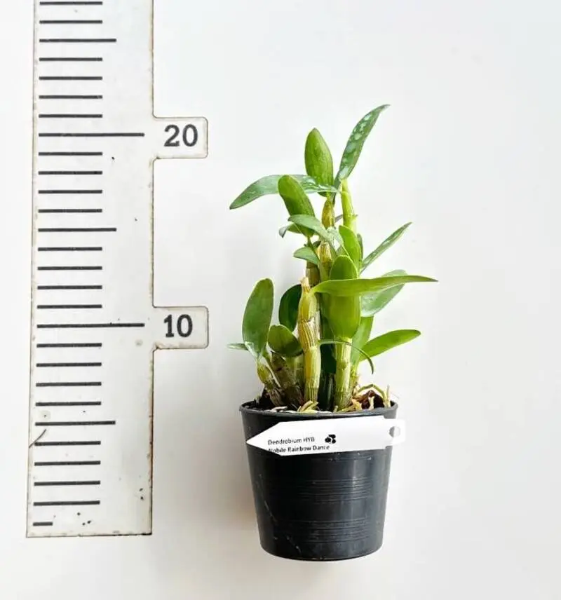 Ready to Flower Size Dendrobium Nobile Rainbow Dance - Image 2