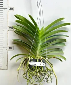 Alternative view of Vanda Somsri Pink x Siriporn Pink Blooming Size